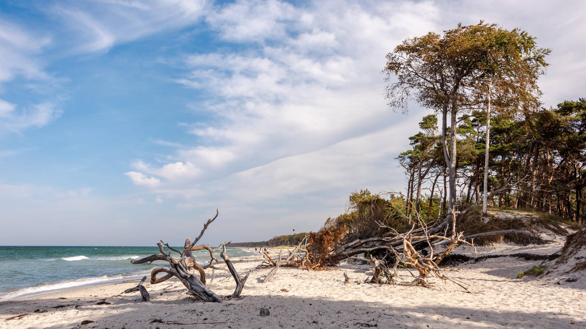 Darß: Am Weststrand bei Prerow reicht der Wald bis an den Strand.