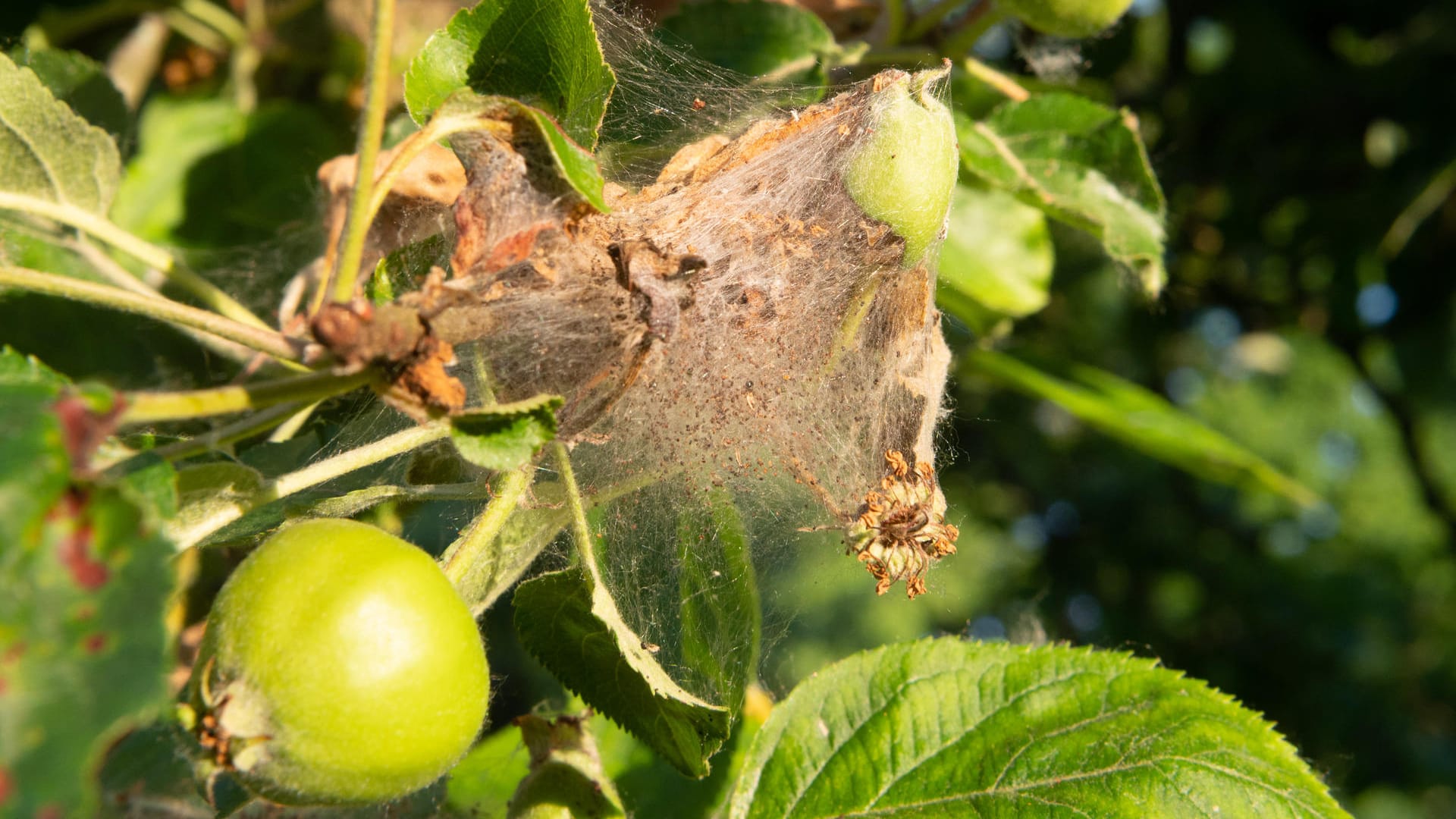 Netze der Apfel-Gespinstmotte überziehen einen Apfelbaum in einem Obstgarten in der Region Hannover. Die Apfel-Gespinstmotte ist ein Schädling, der ganze Bäume befallen und zu größeren Schäden führen kann. Netze der Apfel-Gespinstmotte überziehen einen Apfelbaum in einem Obstgarten in der Region Hannover. Die Apfel-Gespinstmotte ist ein Schädling, der ganze Bäume befallen und zu größeren Schäden führen kann.