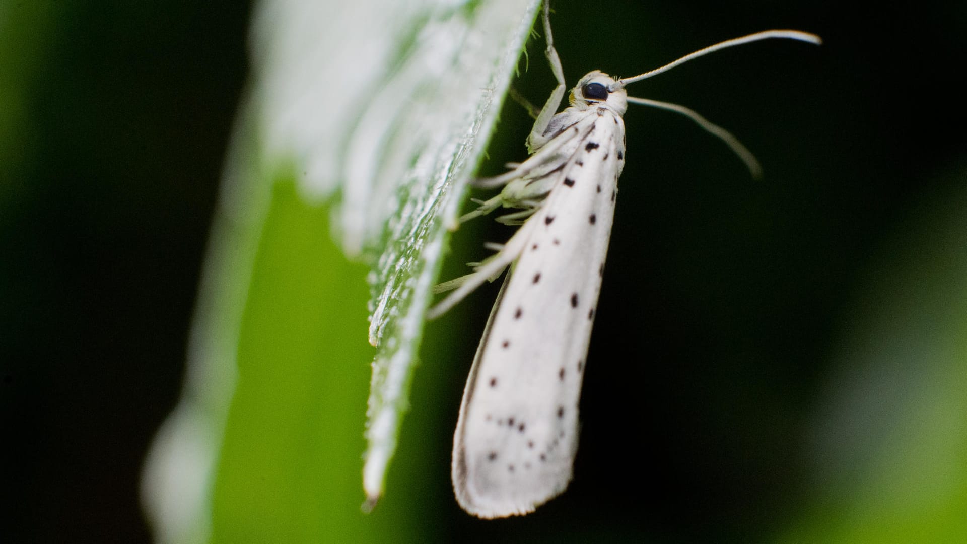 Eine Apfelgespinstmotte (Yponomeuta malinellus) sitzt in einem Garten auf einer Pflanze.
