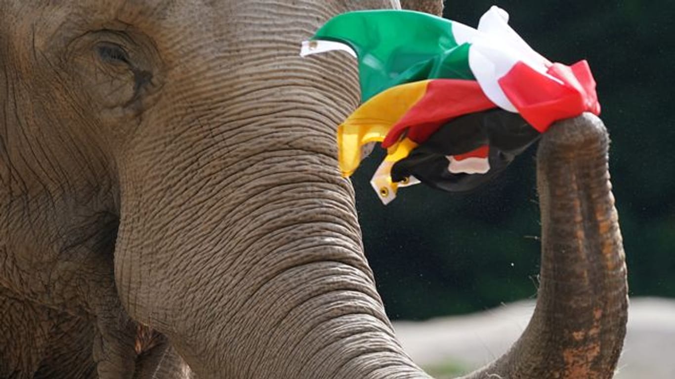 Elefantendame Yashoda hat sich entschieden: Das EM-Spiel Deutschland gegen Ungarn wird unentschieden ausgehen.