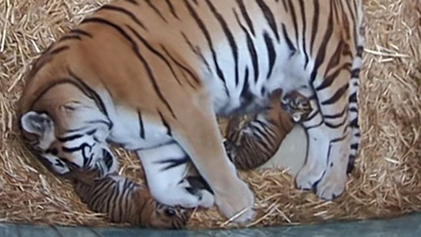 Die Tiger-Mutter Dasha liegt mit ihren zwei Welpen in der Wurfbox.