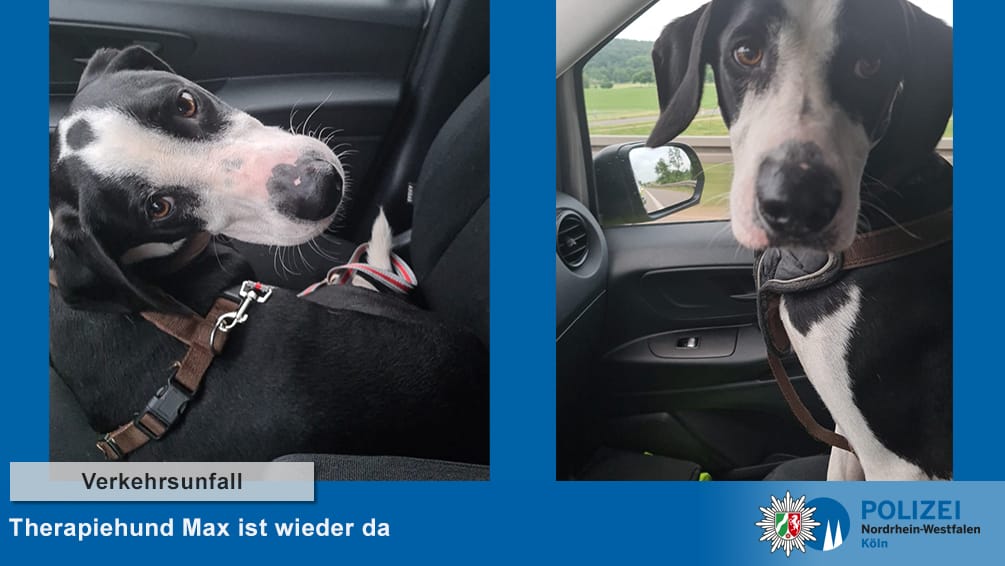 Therapiehund "Max": Der Mischling hatte sich nach einem Unfall abgesetzt.