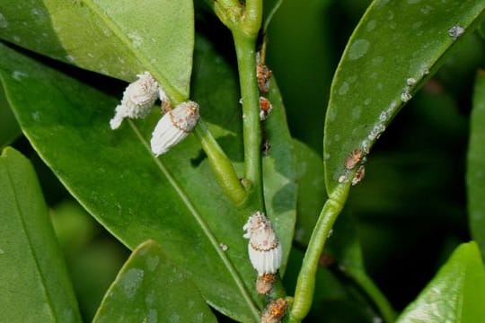 Die Australische Wollschildlaus fällt auf: Sie kann bis zu einem Zentimeter lang werden, vor allem wegen ihres weißes und länglich-ovalen Eisacks.