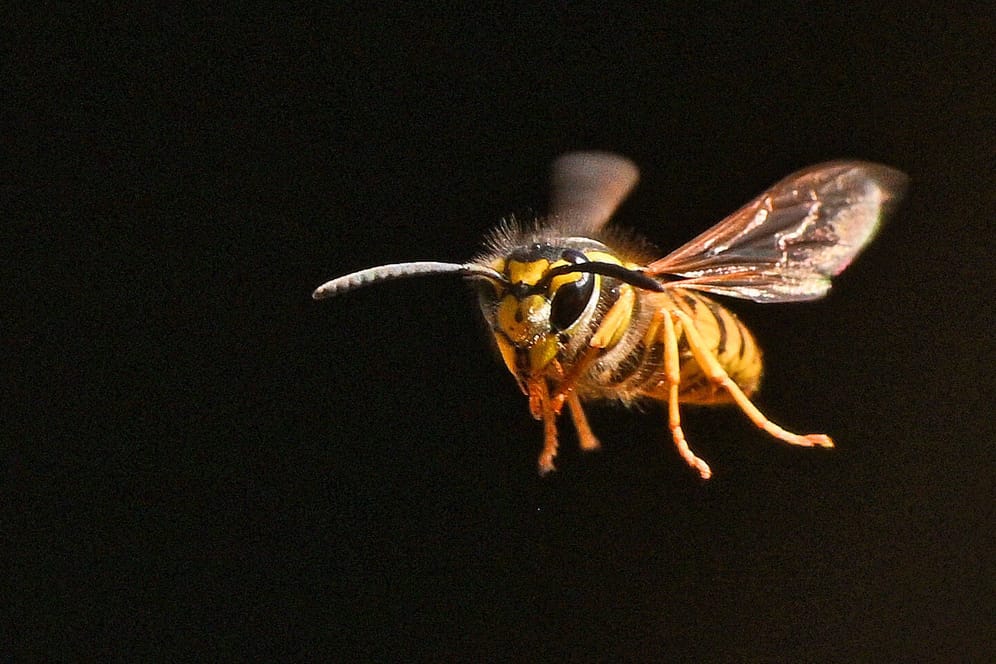 Eine Wespe fliegt (Symbolbild): In Erfurt hat eine Wespe einen Unfall verursacht.