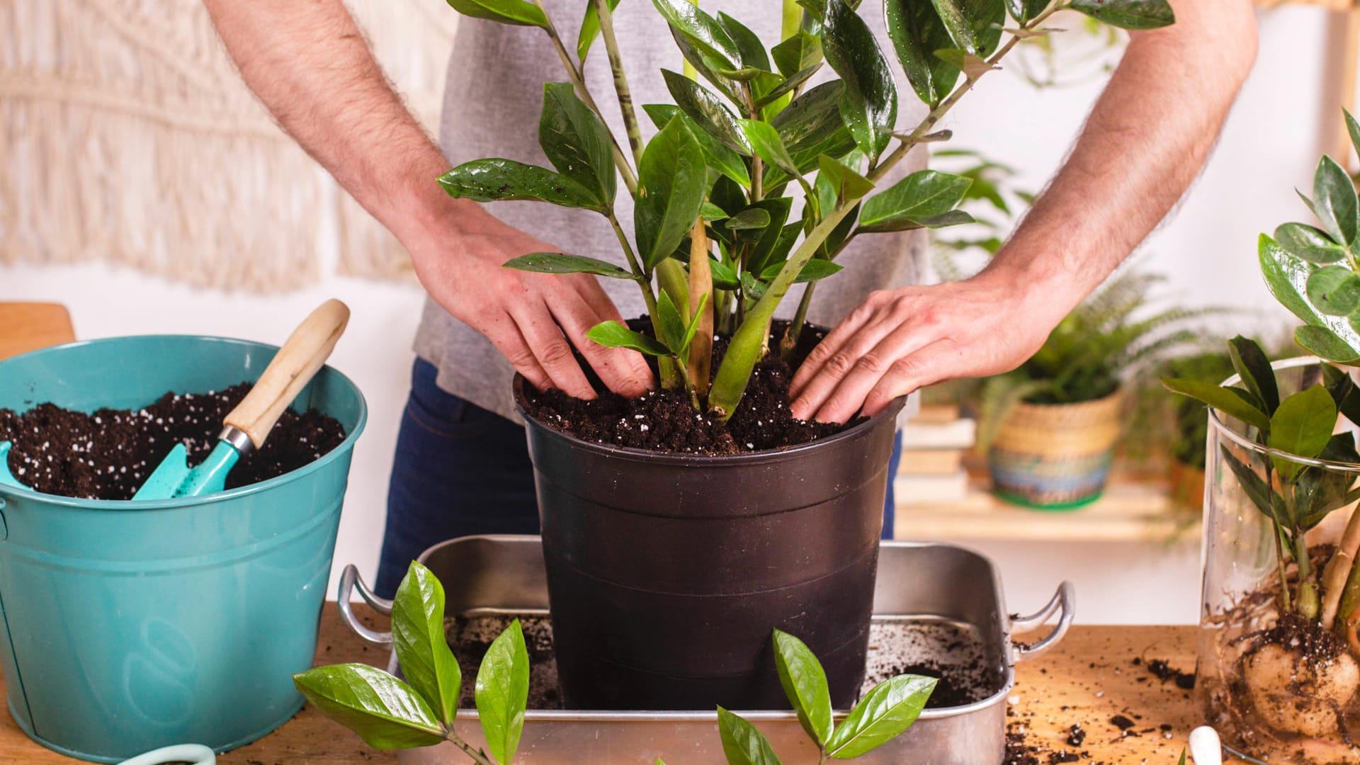 Glücksfeder (Zamioculcas zamiifolia): Der beste Zeitpunkt fürs Umtopfen ist das Frühjahr.