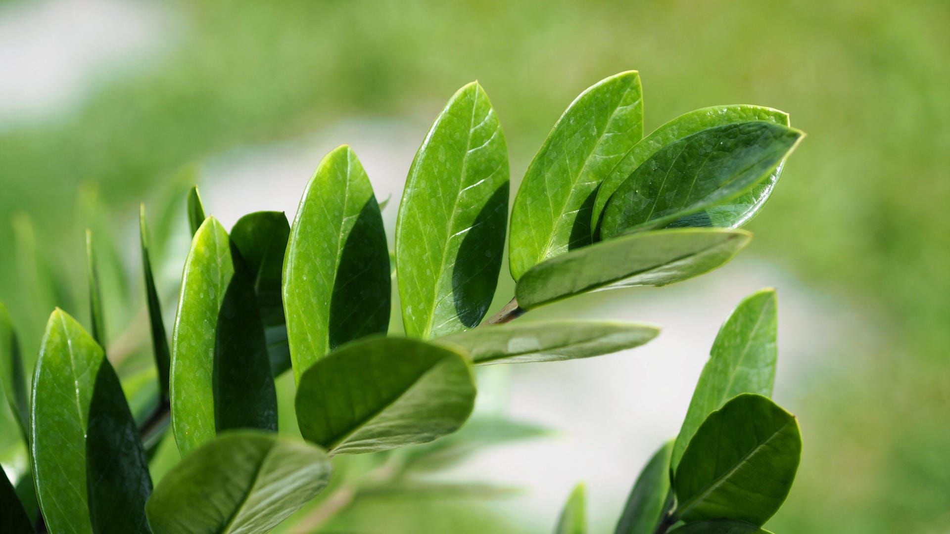 Glücksfeder (Zamioculcas zamiifolia): Sie trägt ovale, spitz zulaufende Blättchen.