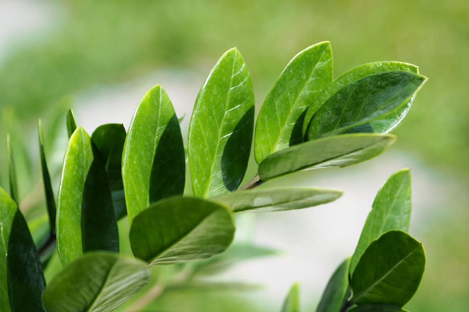 Glücksfeder (Zamioculcas zamiifolia): Sie trägt ovale, spitz zulaufende Blättchen.