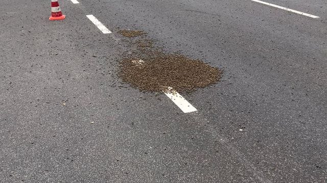 Bienenvolk auf einer Straße in Köln Bienenvolk auf einer Straße in Köln