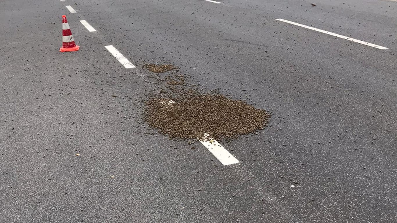 Ein Bienenvolk am Boden: Etwa 15.000 Insekten haben sich auf einer Straße in Köln niedergelassen.