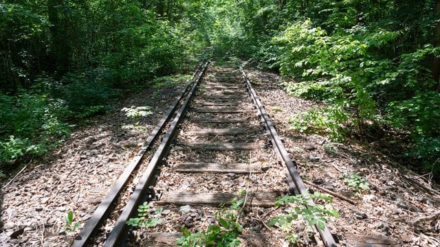 Teilweise zugewachsene Bahnschienen