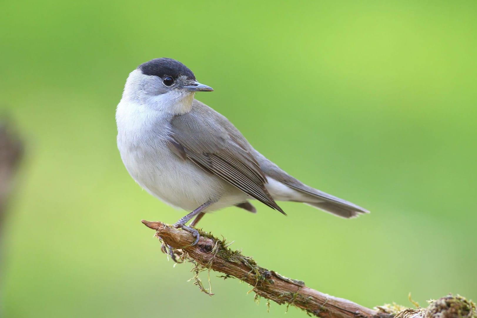 Mönchsgrasmücke (Sylvia atricapilla): Das Männchen trägt eine schwarze Kopfhaube.