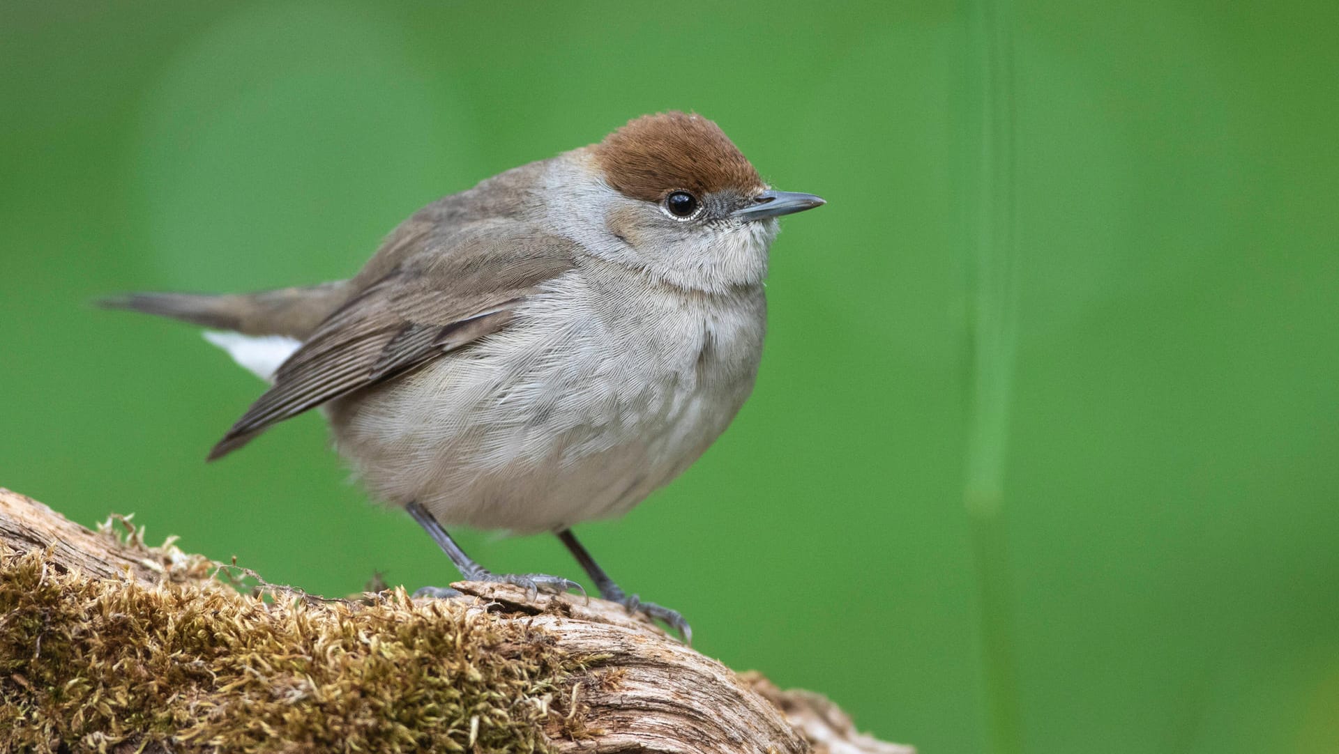 Mönchsgrasmücke (Sylvia atricapilla): Das Weibchen schmückt eine rostbraune Kopfplatte.