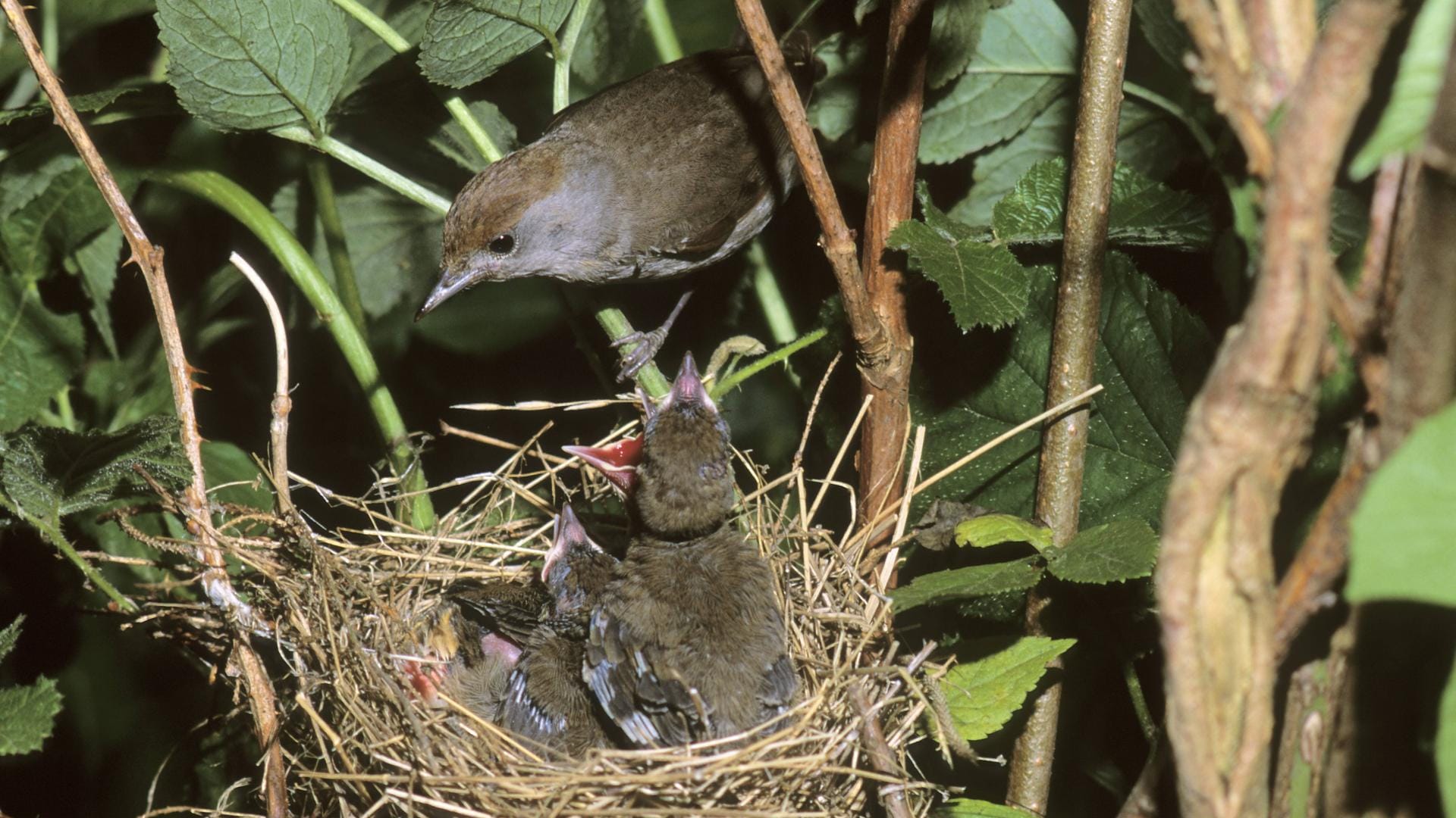 Mönchsgrasmücke (Sylvia atricapilla): Ein Weibchen füttert den Nachwuchs im Nest.