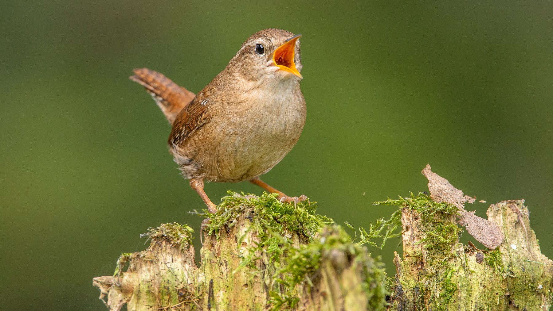 Zaunkönig (Troglodytes troglodytes): Der unscheinbare Singvogel wird oft verwechselt.