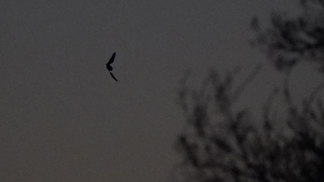 Fledermaus Fledermaus