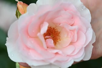 Goldene Rose von Baden-Baden
