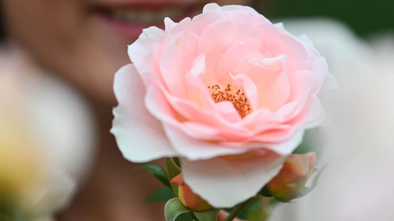 Siegerin: Die lachsrosafabene Floribundarose "Royale Estelle" wird im Rosenneuheitengarten auf dem Beutig ausgezeichnet.