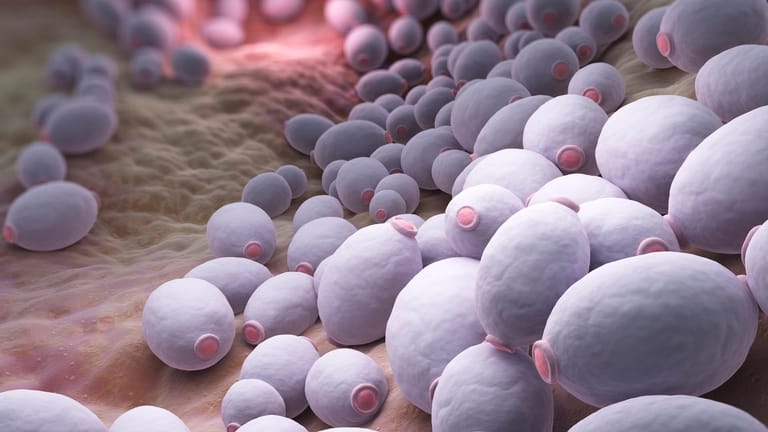Candida albicans Bakterien im Mikroskop. Jucken im Vaginalbereich wird oft durch Bakterien und Pilze ausgelöst. i