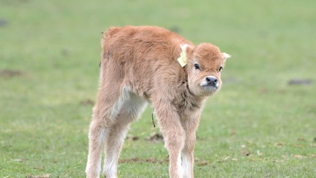 Ein junges Kalb