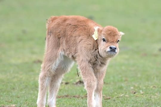 Ein junges Kalb