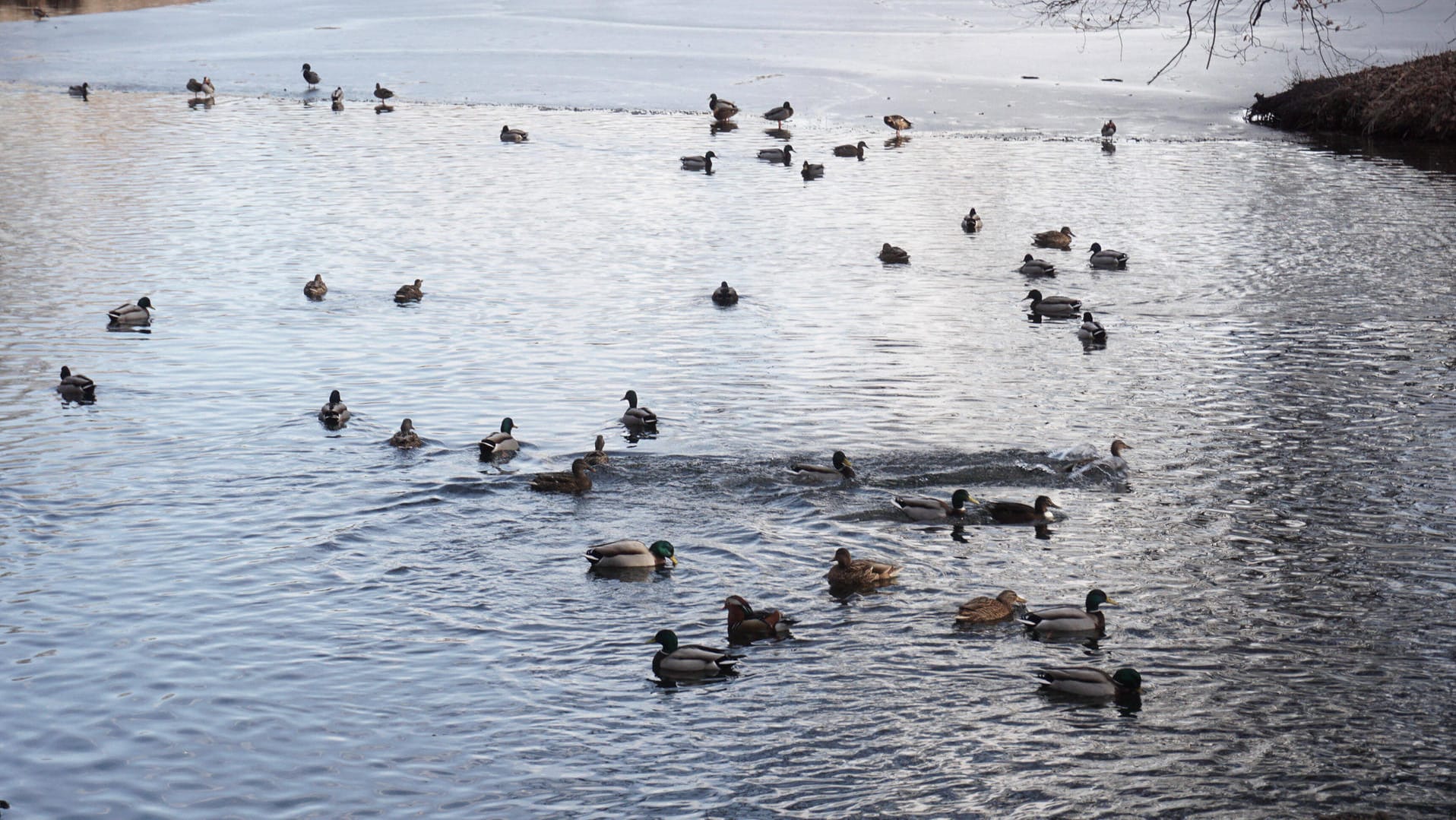 Enten auf dem Jungfernheidesee: Enten dienen dem Saugwurm als Wirt und können über Umwege auch Mal auf dem Menschen landen. Enten auf dem Jungfernheidesee: Enten dienen dem Saugwurm als Wirt und können über Umwege auch Mal auf dem Menschen landen.
