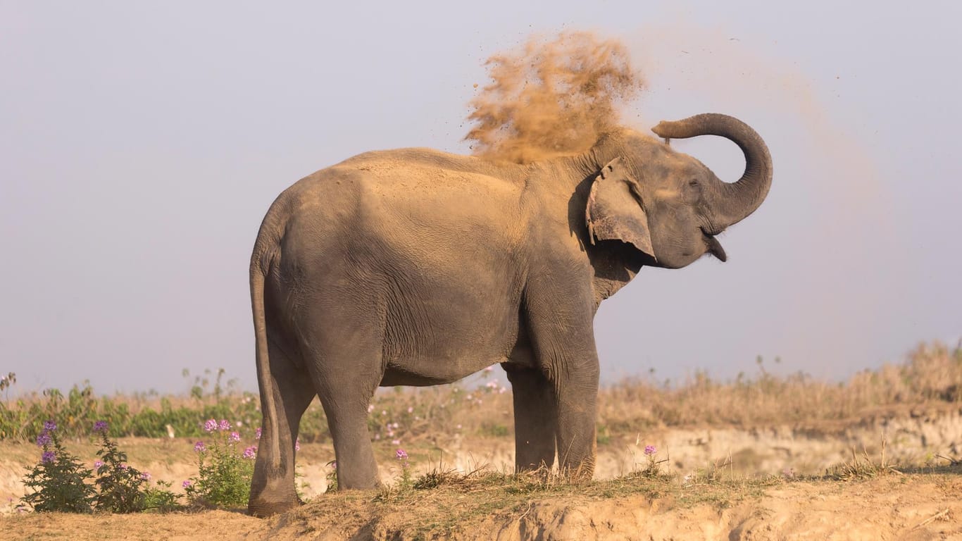 Elefant in Indien: Er entwischt den Tierschützern immer wieder (Symbolbild).