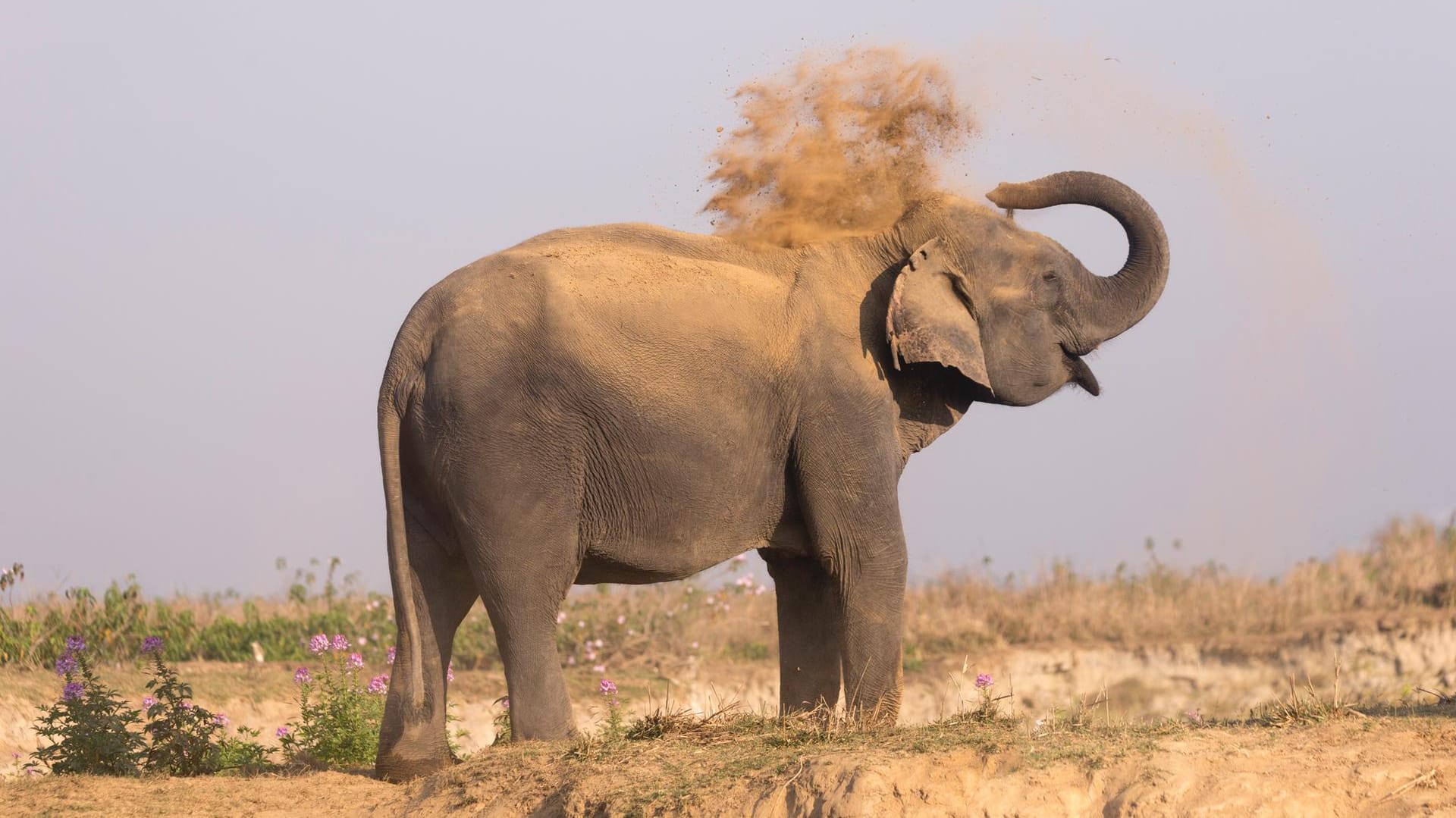 Elefant in Indien: Er entwischt den Tierschützern immer wieder (Symbolbild).