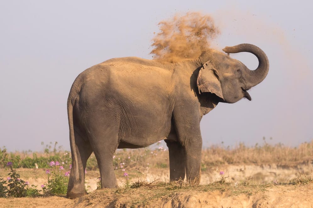 Elefant in Indien: Er entwischt den Tierschützern immer wieder (Symbolbild).
