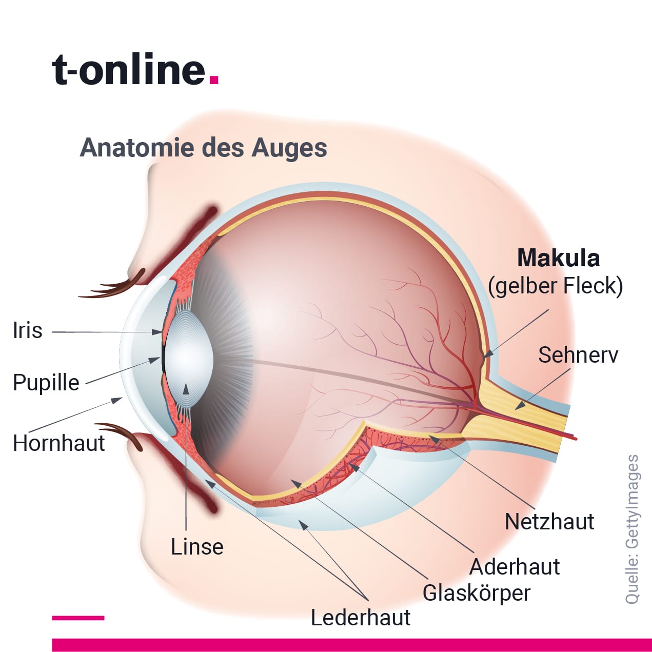 Anatomie des Auges: Die Makula sorgt dafür, dass wir in der Bildmitte scharf sehen können.