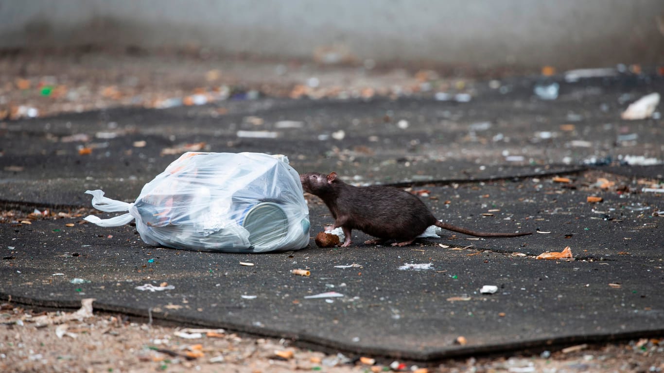 Eine Ratte beschnuppert eine Mülltüte: Das Problem mit den Nagern am Kölnberg verschlimmert sich zusehends.