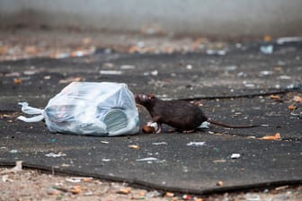 Eine Ratte beschnuppert eine Mülltüte: Das Problem mit den Nagern am Kölnberg verschlimmert sich zusehends.