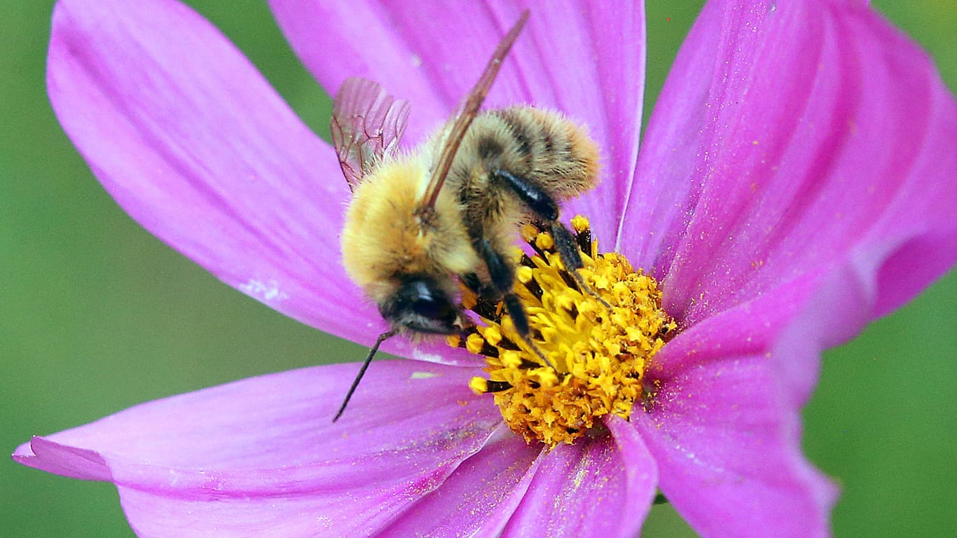 Eine Biene sitzt auf einer Cosmea-Blüte: Die vorgesehenen strengeren Vorgaben zum Schutz von Insekten nützen aus Sicht von Bundesumweltministerin Svenja Schulze auch den Bauern.