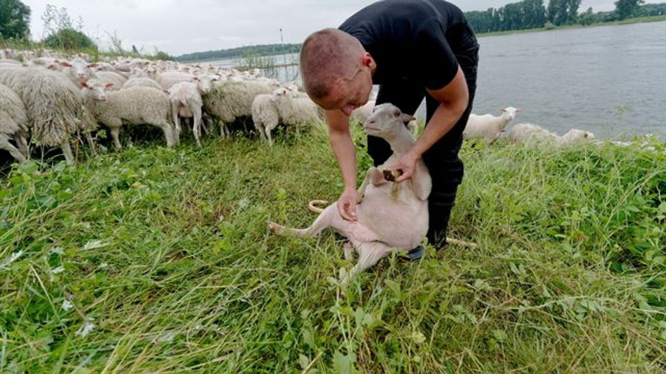 Ein Schäfer muss immer wissen, ob es allen Tieren gut geht: Der angehende Tierwirt Tobias Dommershausen kontrolliert die Klauen eines Schafes.