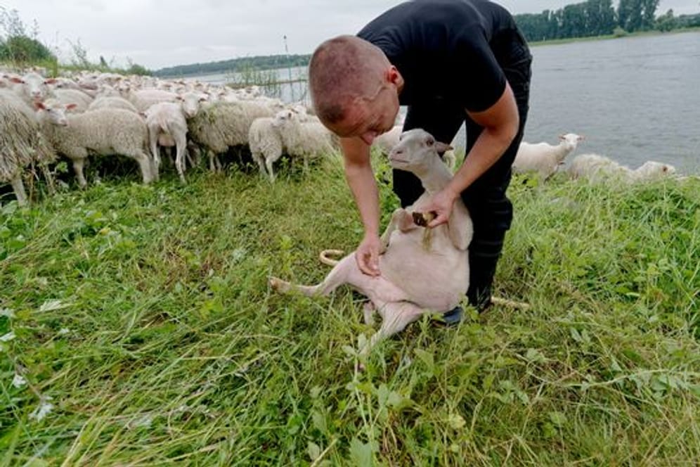 Ein Schäfer muss immer wissen, ob es allen Tieren gut geht: Der angehende Tierwirt Tobias Dommershausen kontrolliert die Klauen eines Schafes.