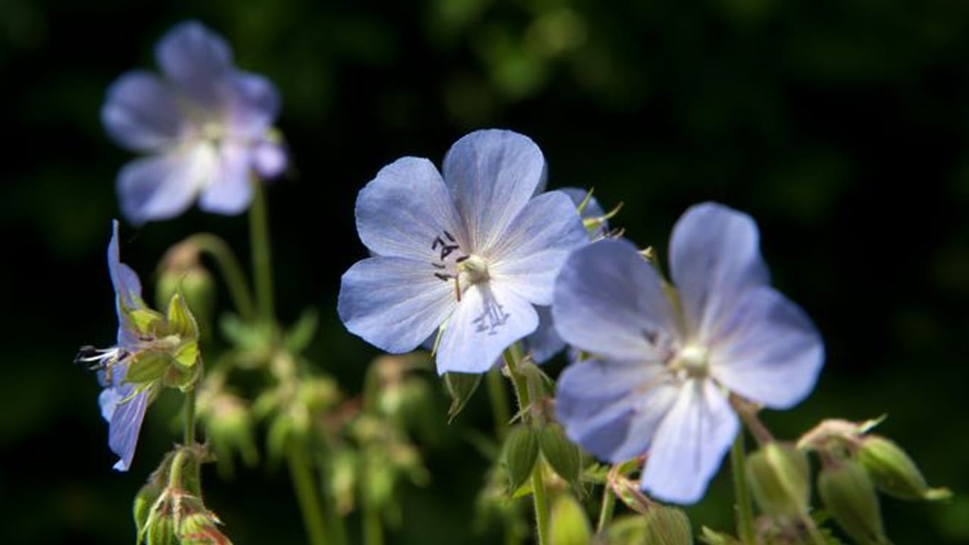 Sommerblume: Den Wiesen-Storchschnabel (Geranium pratense) findet man im Garten und auf Wiesen.