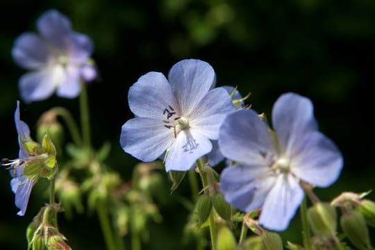 Sommerblume: Den Wiesen-Storchschnabel (Geranium pratense) findet man im Garten und auf Wiesen.