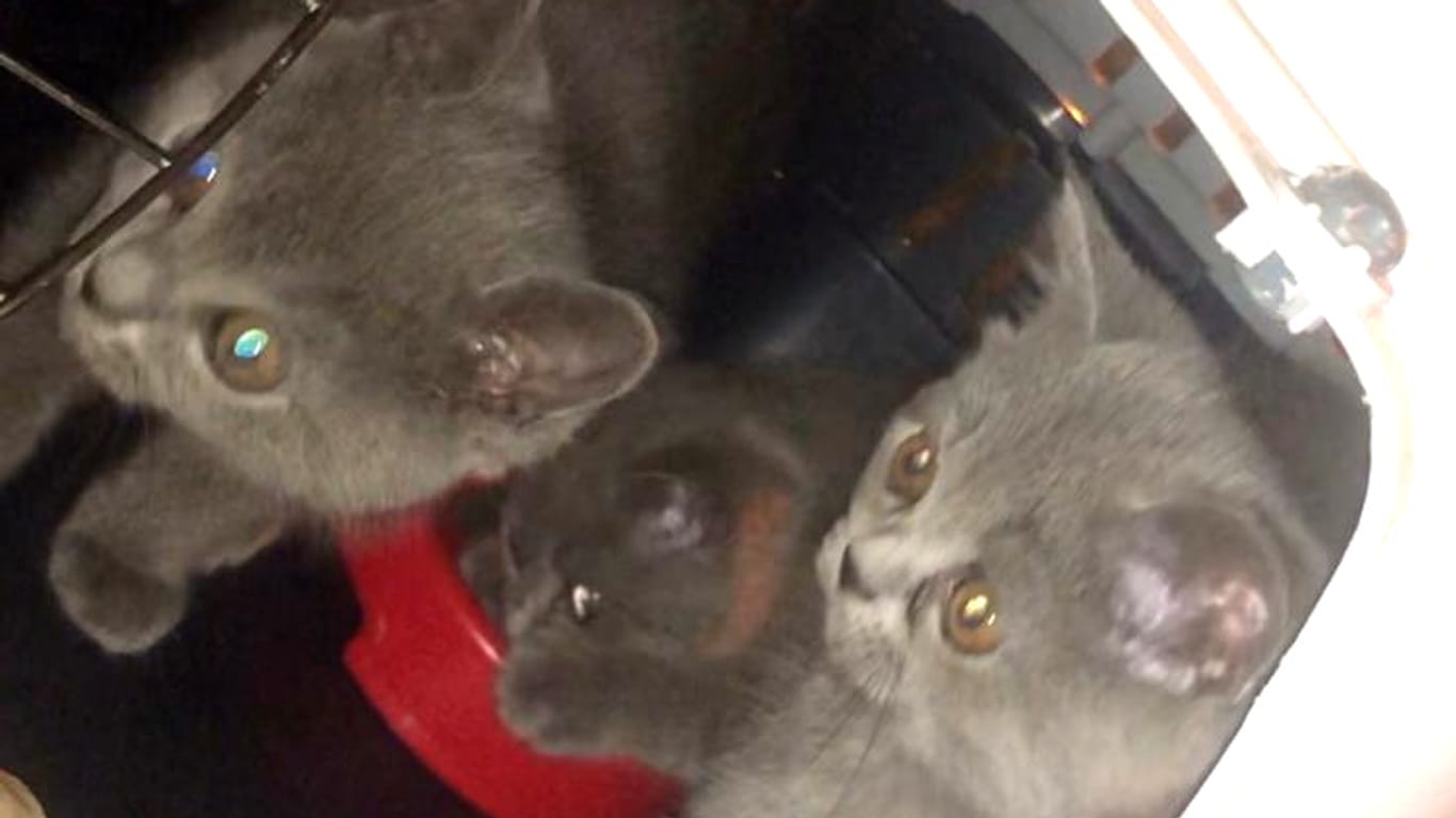 Drei Katzen sitzen in einer Transportbox: Die Tiere wurden beschlagnahmt.
