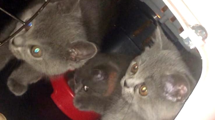 Drei Katzen sitzen in einer Transportbox: Die Tiere wurden beschlagnahmt. Drei Katzen sitzen in einer Transportbox: Die Tiere wurden beschlagnahmt.