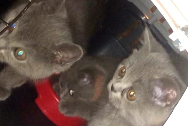Drei Katzen sitzen in einer Transportbox: Die Tiere wurden beschlagnahmt.