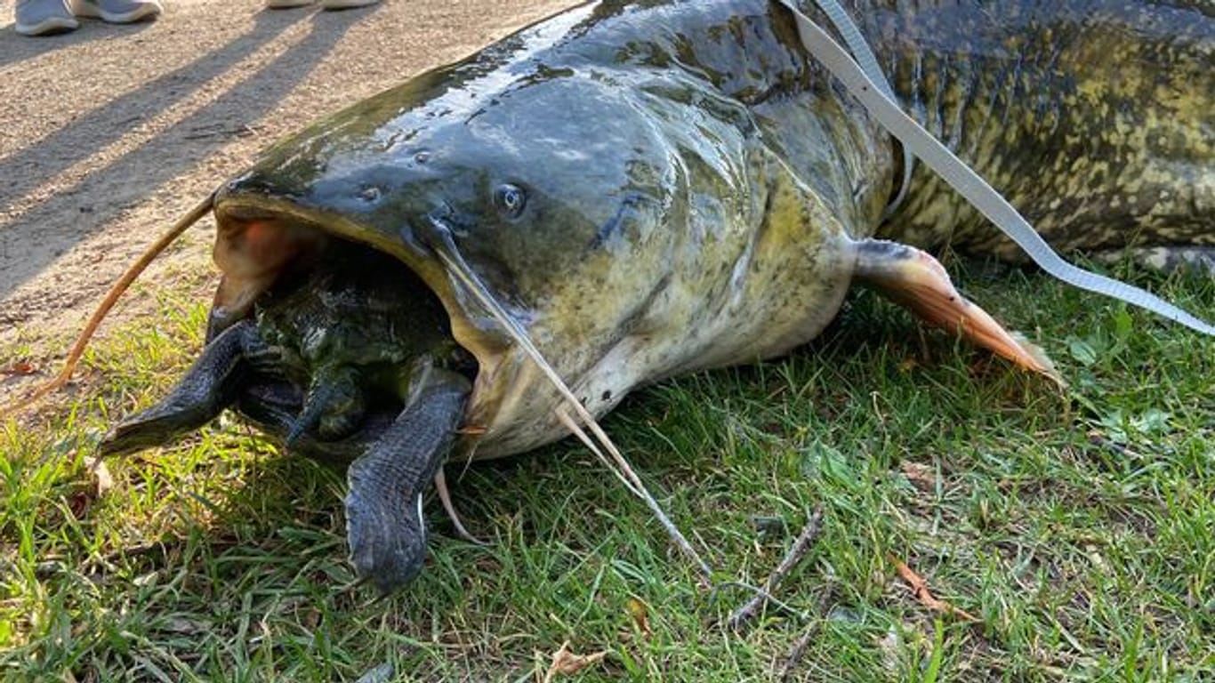 Eine Rotwangenschildkröte steckt im Maul eines Wels: Beide Tiere sind gestorben.