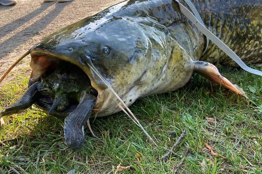 Eine Rotwangenschildkröte steckt im Maul eines Wels: Beide Tiere sind gestorben.