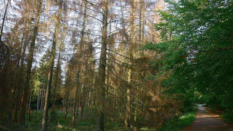 Bäume im Kermeter, dem größten zusammenhängenden Waldgebiet im Nationalpark Eifel, in Nordrhein-Westfahlen: In den vergangenen Jahren sind hier ganze Baumbestände Opfer von Dürre geworden.