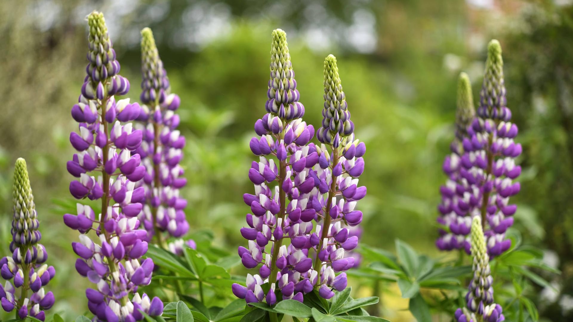 Lupinen: Auch in zahlreichen Gärten findet man Lupinen, für den Verzehr sind jedoch nur Süßlupinen geeignet, aus denen die giftigen Bitterstoffe herausgezüchtet wurden.