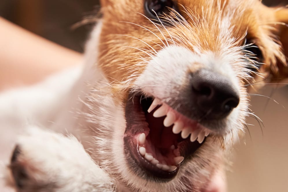 Körpersprache: Aus dem Nichts kommen das Knurren und Schnappen nur selten, die meisten Hunde warnen vorher.