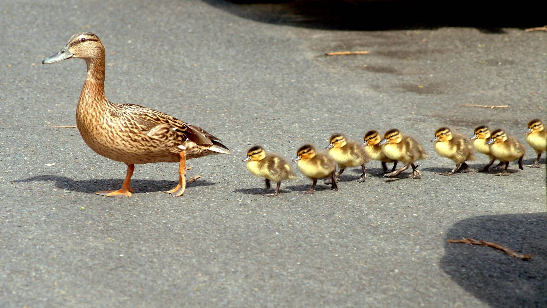 Eine Entenmutter überquert mir ihren Küken eine Straße (Symbolbild): Menschen und Vögel wurden bei dem Unfall glücklicherweise nicht verletzt.