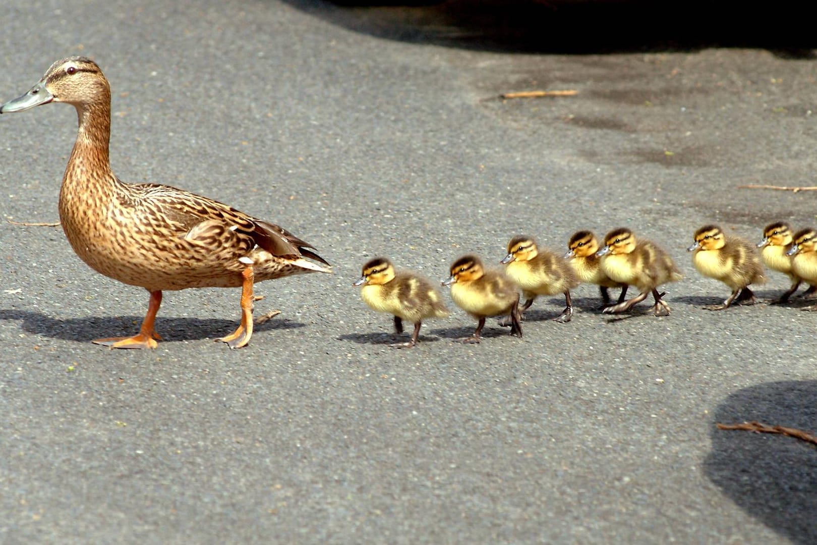 Eine Entenmutter überquert mir ihren Küken eine Straße (Symbolbild): Menschen und Vögel wurden bei dem Unfall glücklicherweise nicht verletzt.