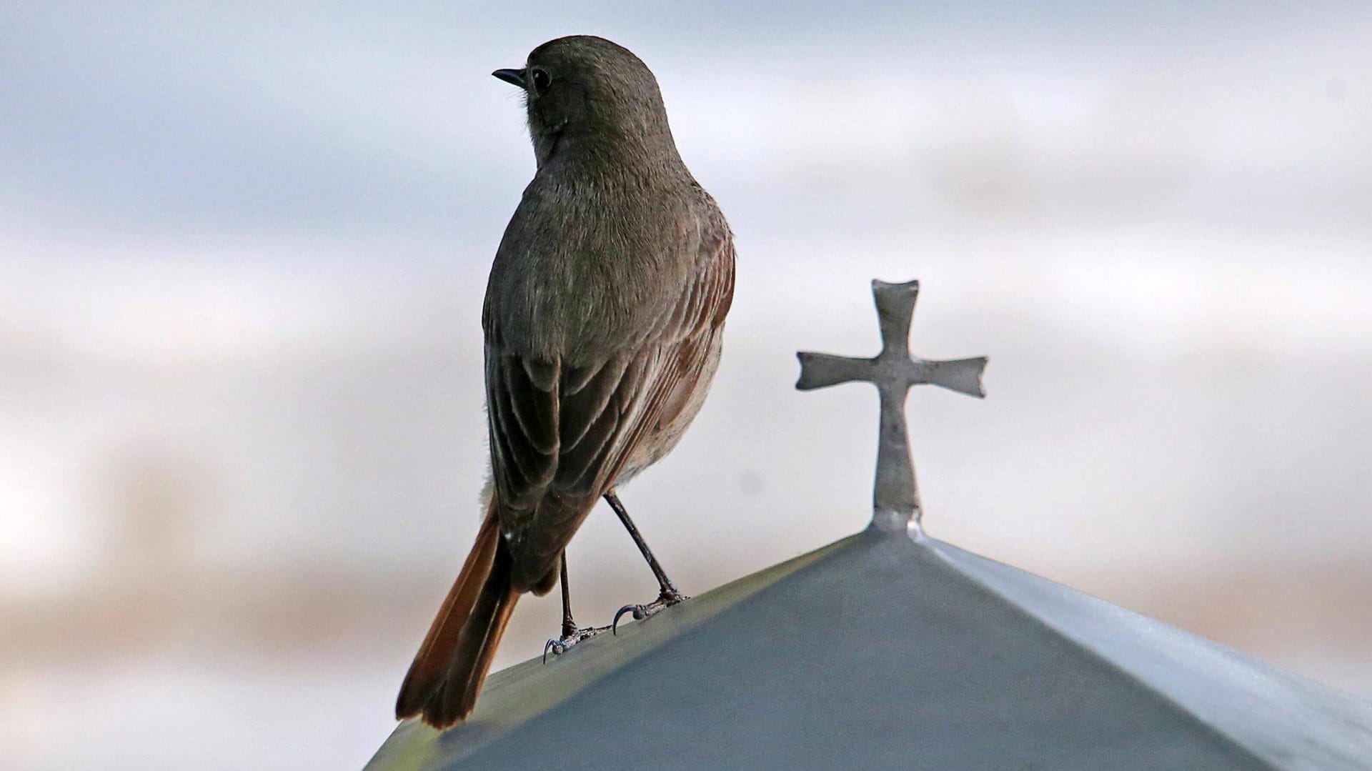 Hausrotschwanz (Phoenicurus ochruros): Ein Weibchen sitzt auf einem Grabstein.