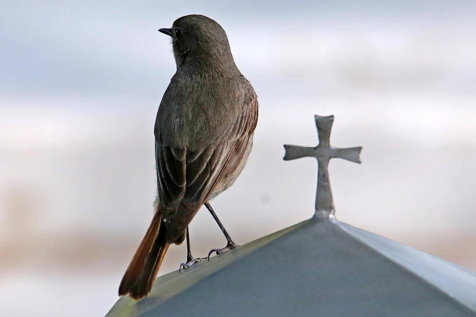 Hausrotschwanz (Phoenicurus ochruros): Ein Weibchen sitzt auf einem Grabstein.