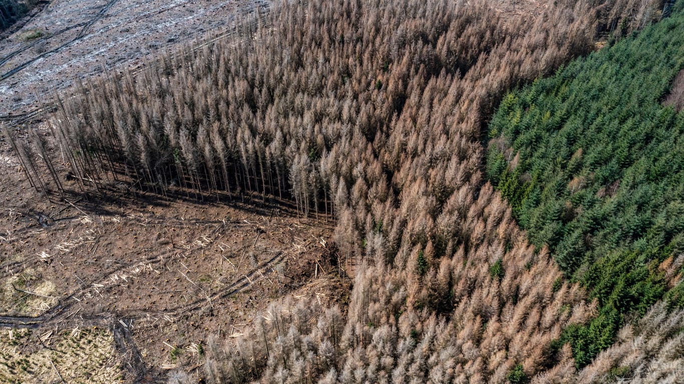 Gelände im Arnsberger Wald in Nordrhein-Westfalen: Die Fichten sind auf Grund eines starken Borkenkäfer-Befalls abgestorben und wurden teilweise gefällt.
