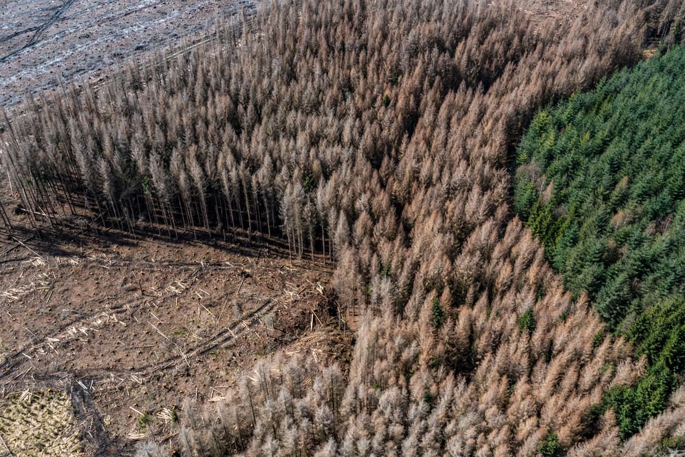 Gelände im Arnsberger Wald in Nordrhein-Westfalen: Die Fichten sind auf Grund eines starken Borkenkäfer-Befalls abgestorben und wurden teilweise gefällt.